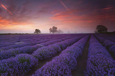 Lilac Field