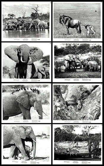 King Elephant