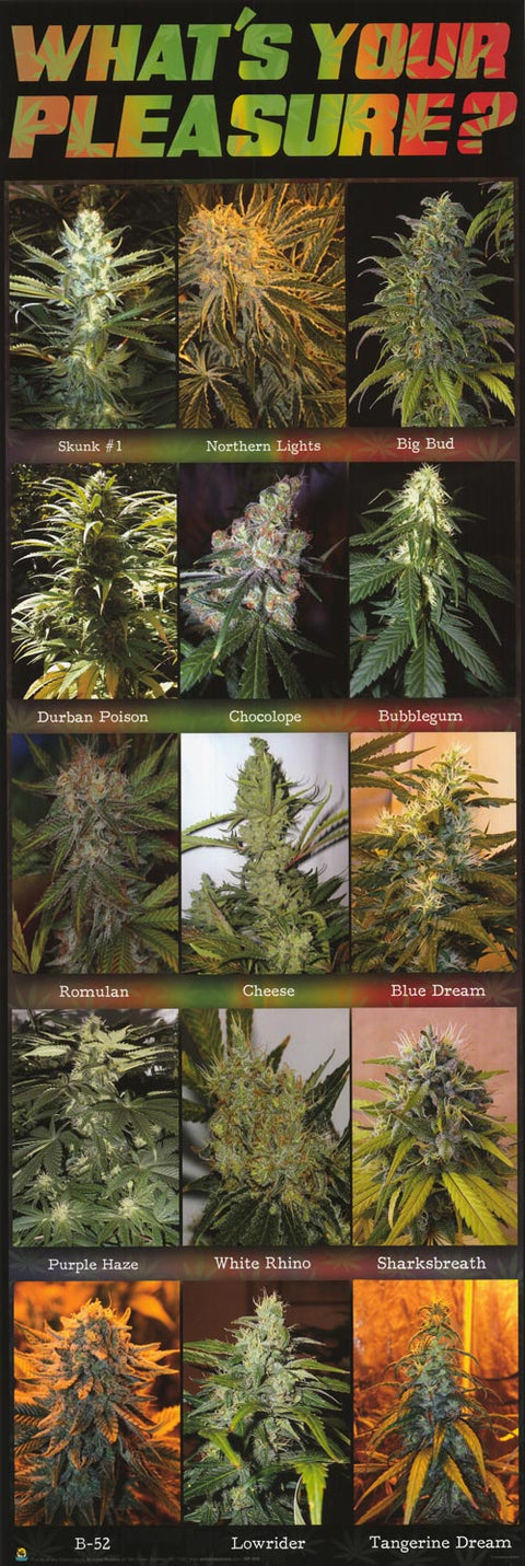What's Your Pleasure