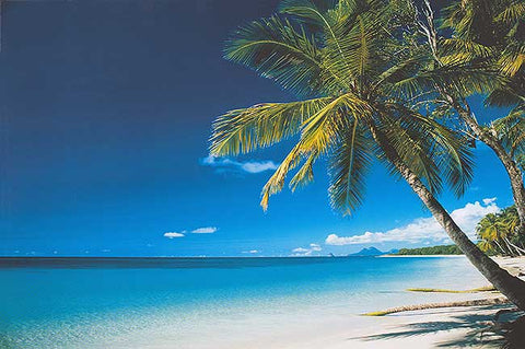 Beach and Palm Tree