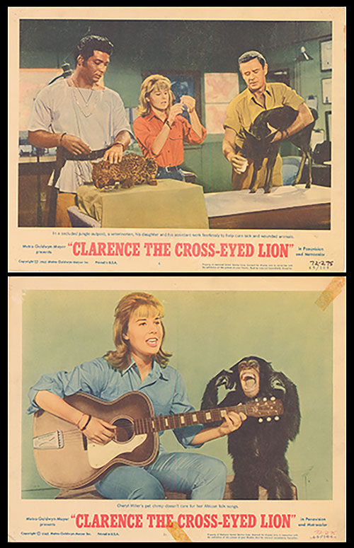 Clarence The CrossEyed Lion