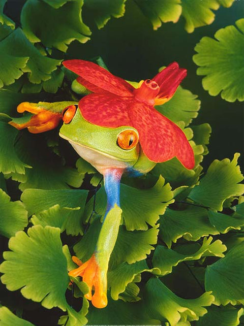 Frog