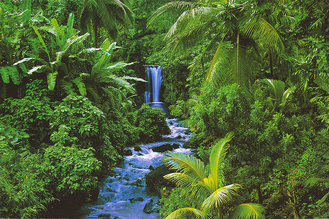 RainForest
