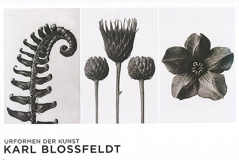 Karl Blossfeldt