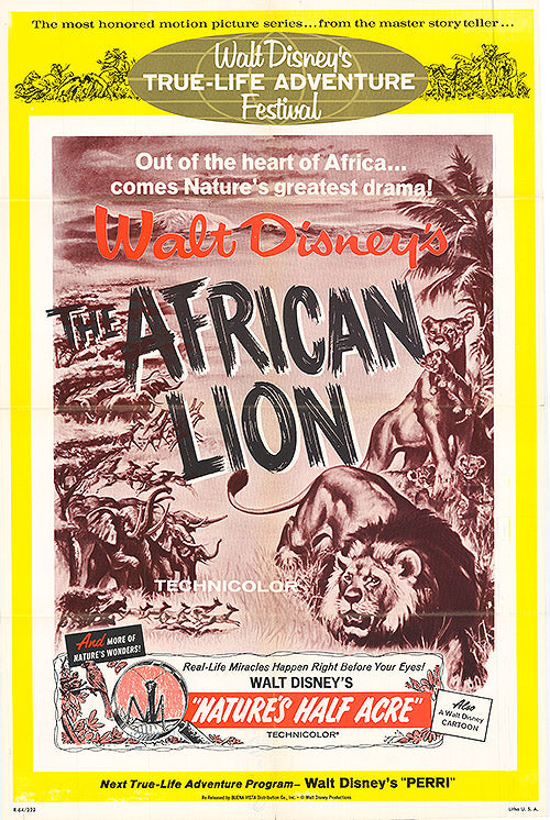 African Lion