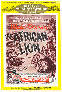 African Lion
