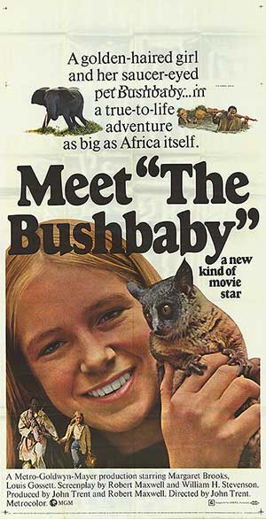 Bushbaby