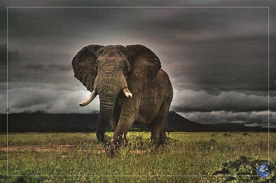 Elephant