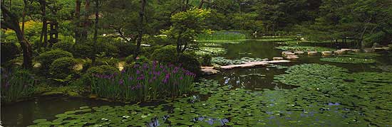 Pond and Lillies