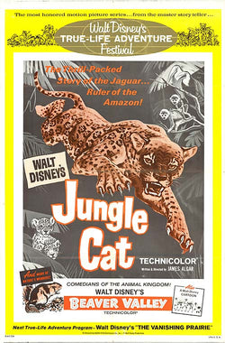 Jungle Cat