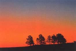 Dusk And Trees
