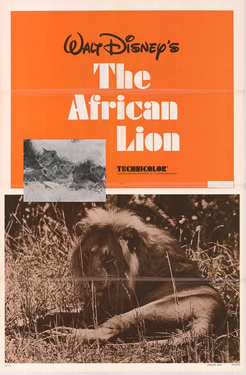 African Lion