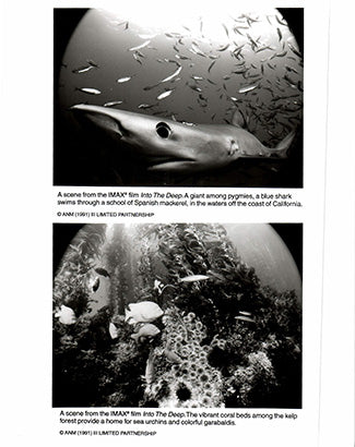Into the Deep