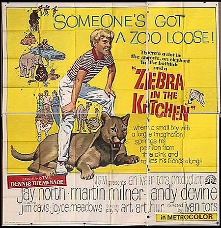 Zebra In The Kitchen