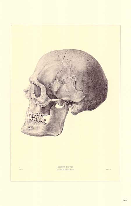 Ancient British skull