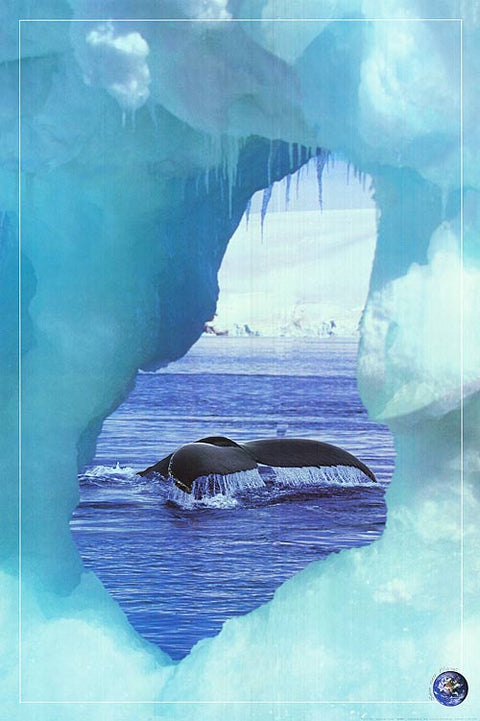 Whale
