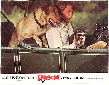 Barkisland Rascal Rascal