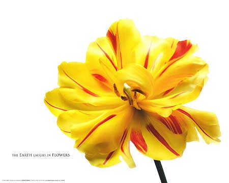Bloom