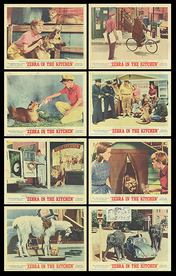 Zebra in the Kitchen