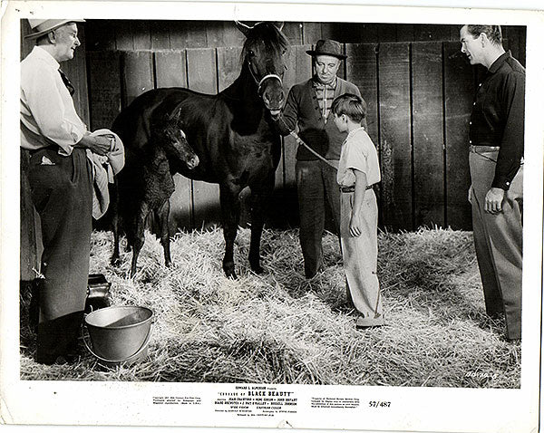 Courage of Black Beauty