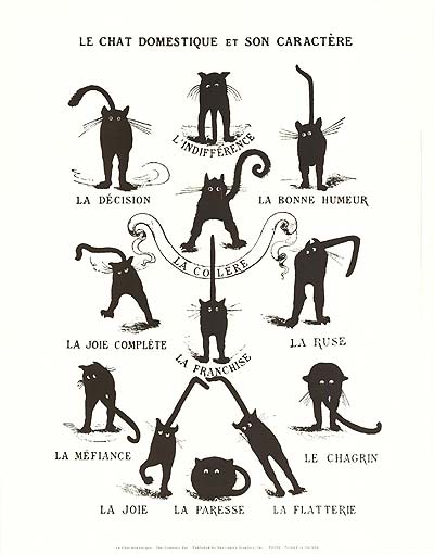 Domestic Cat