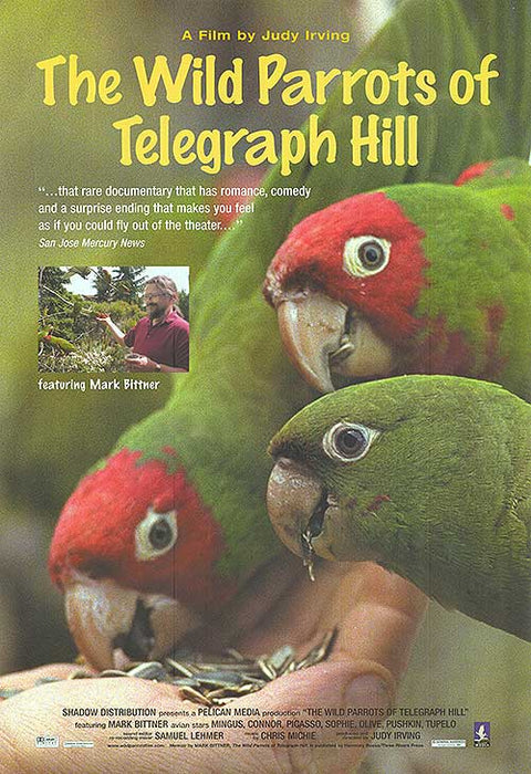 Wild Parrots of Telegraph Hill