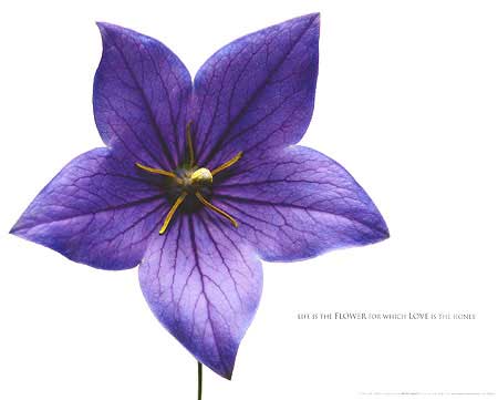 Bloom