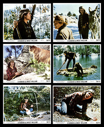 Starbird and Sweet William