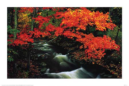 Autumn Stream