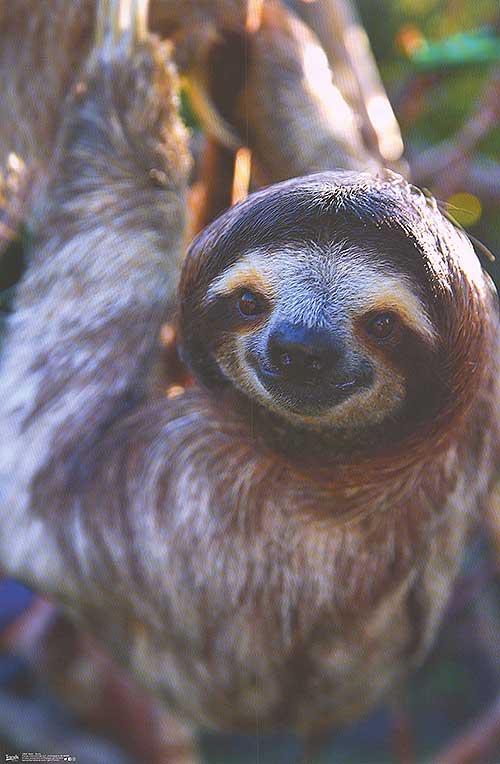 Sloth