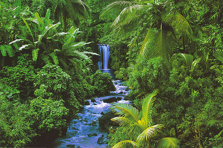 RainForest